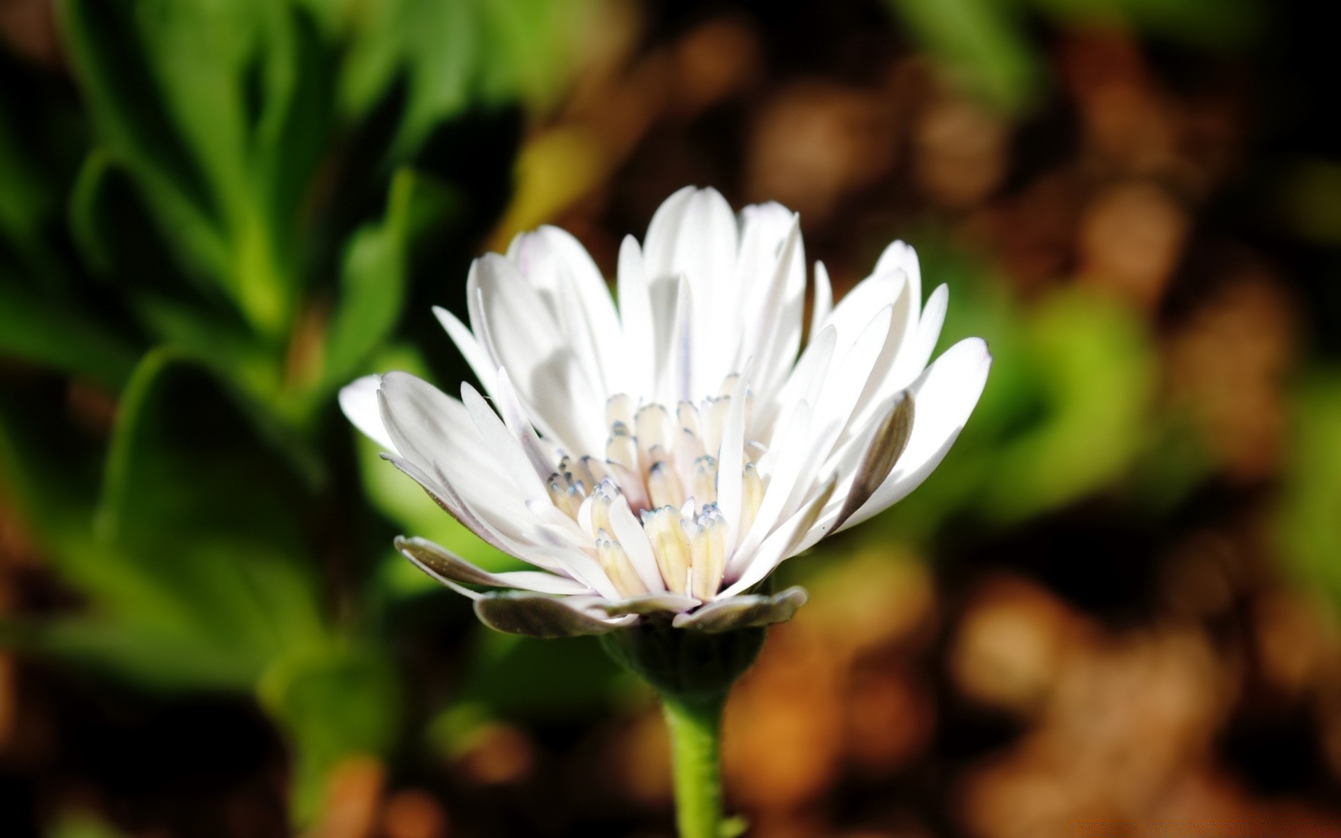 çiçekler çiçek doğa flora yaprak bahçe yaz petal çiçek açan çiçek büyüme yakın çekim açık havada parlak renk park sezon