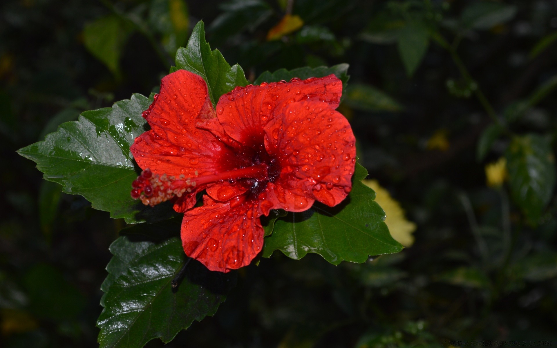 花 叶 自然 植物 花园 花 户外 夏天 盛开 特写 颜色 花瓣 生长 季节 玫瑰 明亮