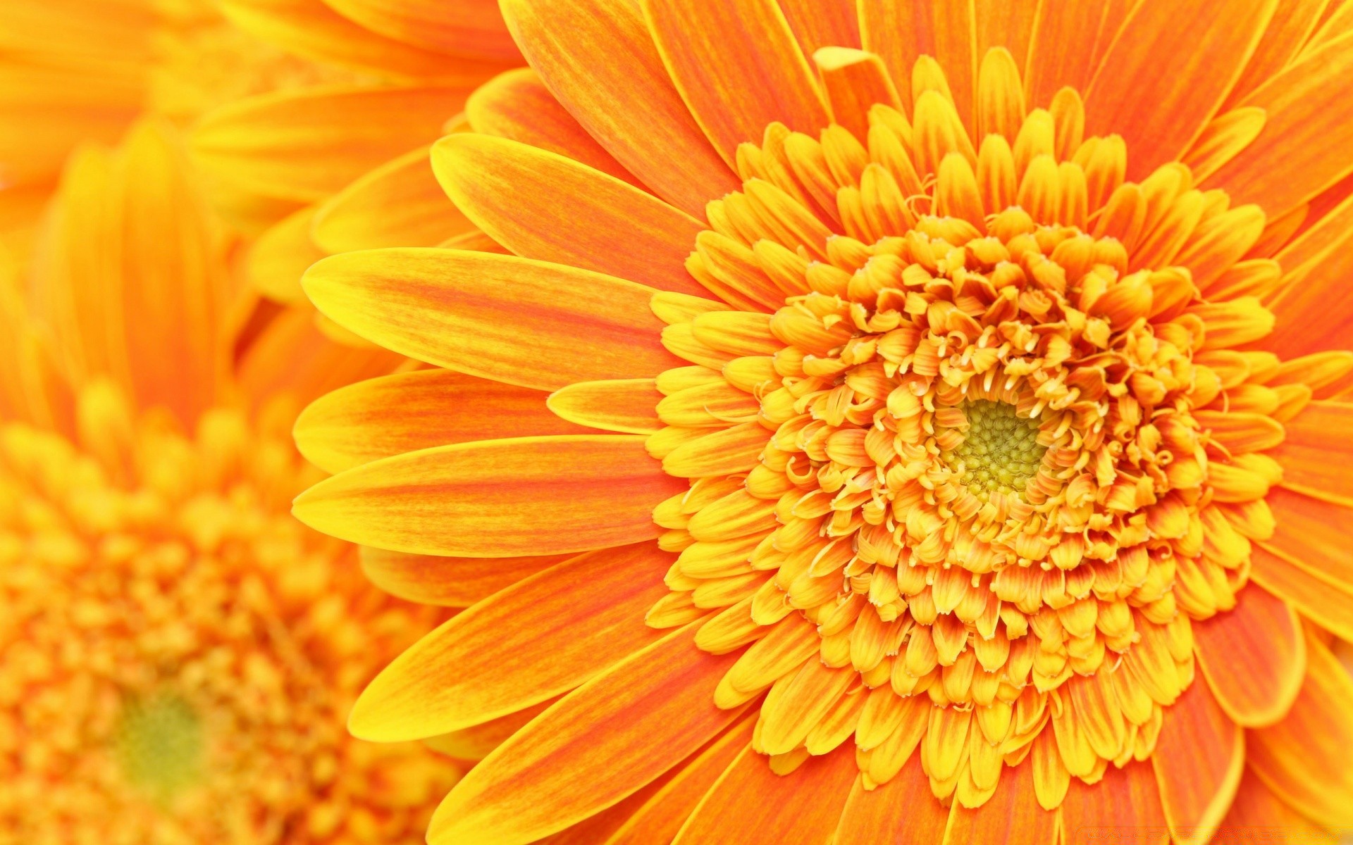 flowers flower nature flora bright color petal beautiful floral summer close-up blooming growth garden vibrant gerbera