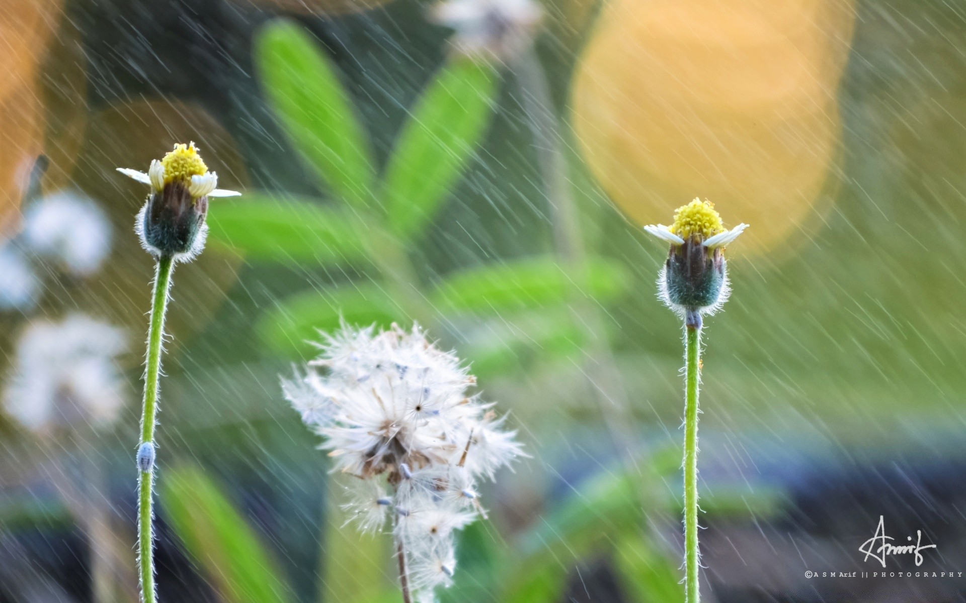 flowers nature outdoors flower flora summer grass garden leaf wild