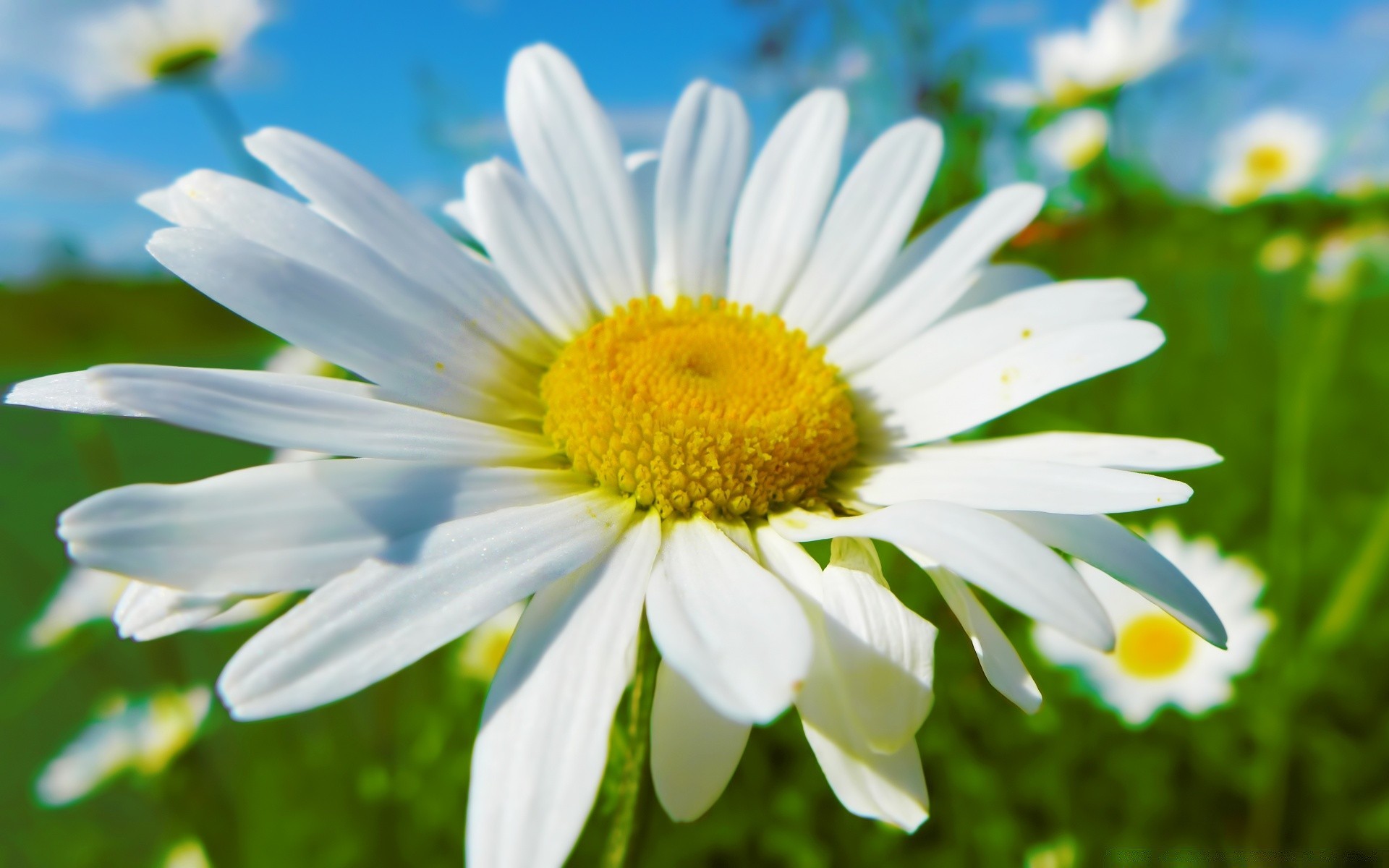 fiori natura fiore flora estate giardino foglia margherita crescita luminoso campo erba petalo fieno bel tempo colore bella stagione floreale fioritura