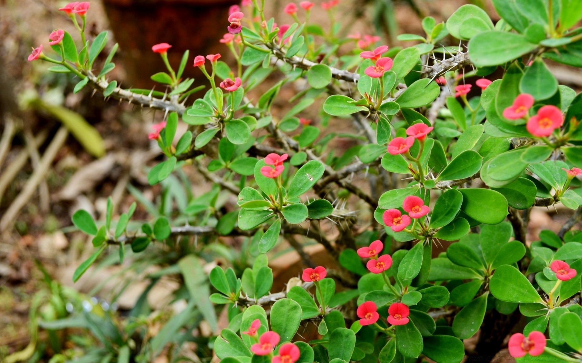 kwiaty kwiat flora ogród natura liść sezon bluming drzewo kwiatowy zbliżenie krzew lato wzrost kolor oddział płatek na zewnątrz park dekoracje