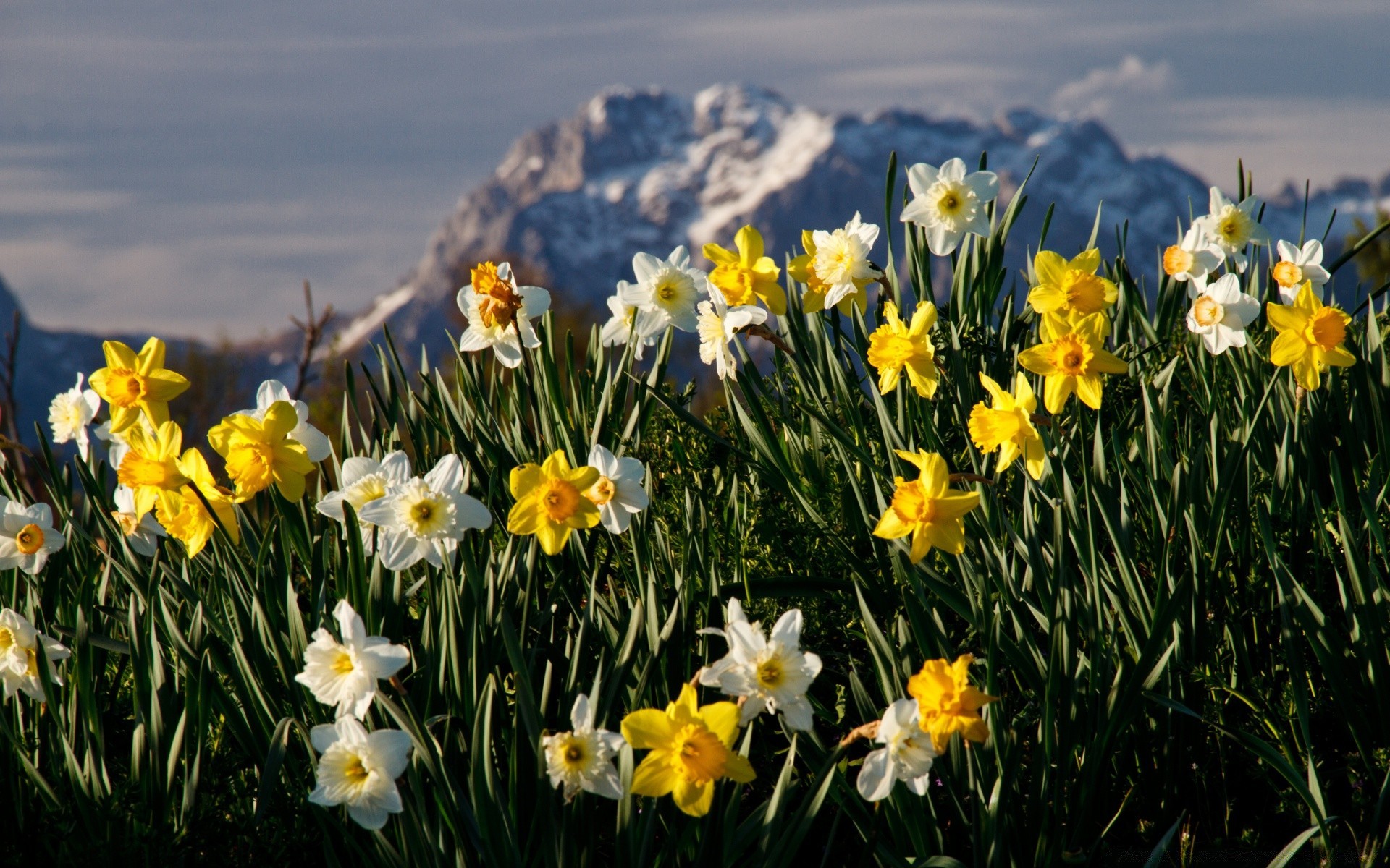 flowers flower nature flora easter narcissus daffodil season floral field hayfield grass bright blooming fair weather color summer garden petal springtime