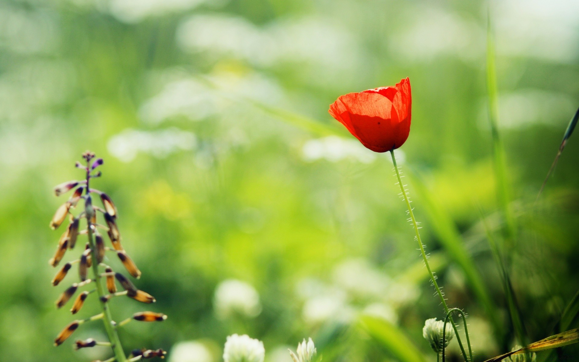 çiçekler doğa yaprak yaz çiçek açık havada çimen flora bahçe büyüme bulanıklık güzel hava koşulları vahşi parlak