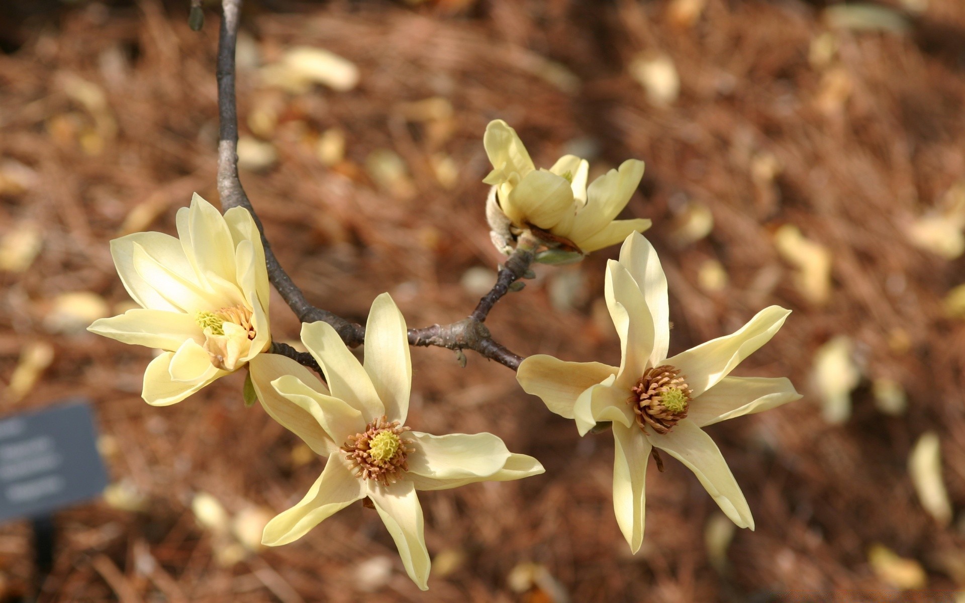 çiçekler çiçek doğa yaprak flora bahçe açık havada çiçek petal çiçeklenme yaz renk