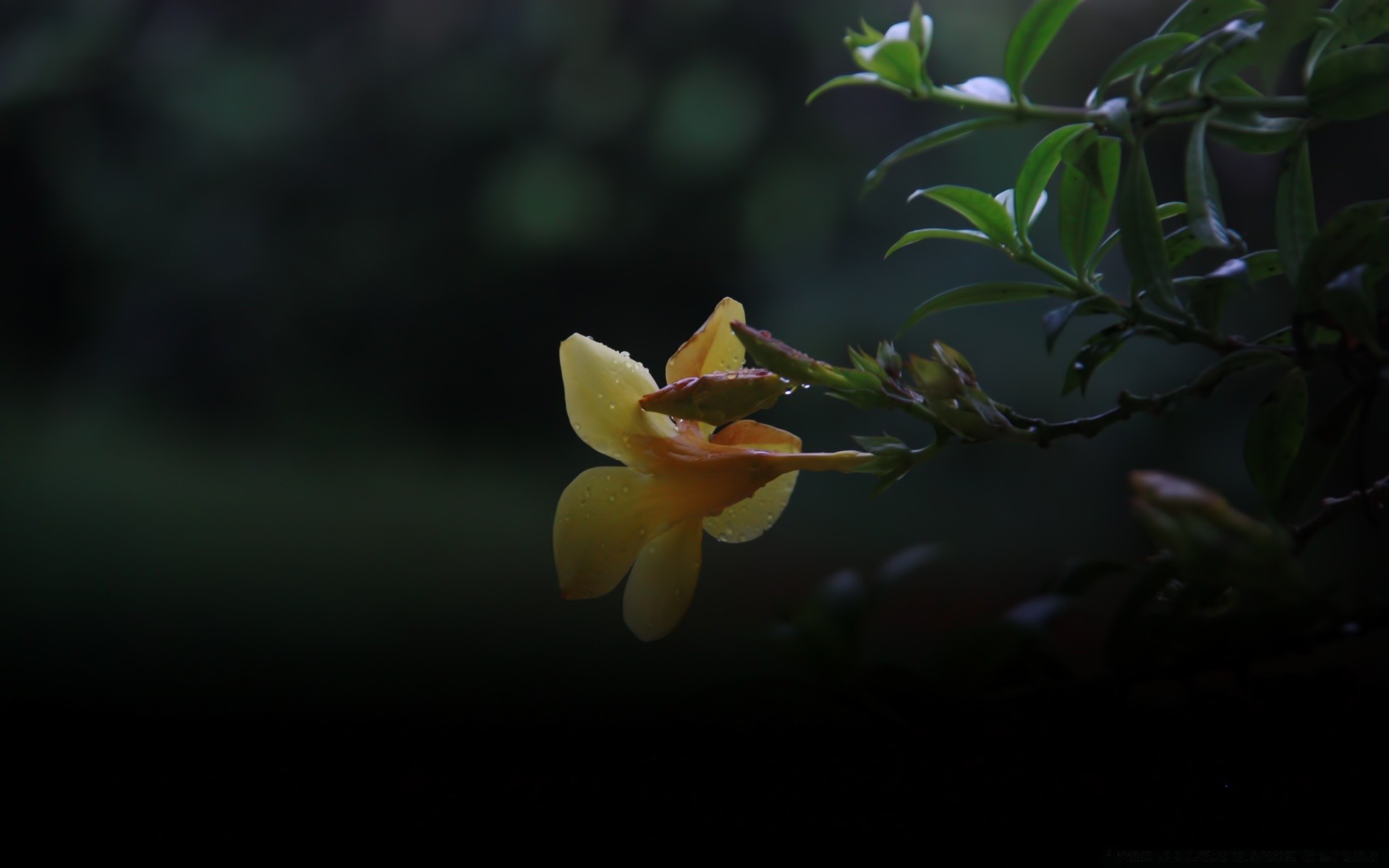 flores flor desenfoque naturaleza hoja flora color jardín delicado luz dof al aire libre