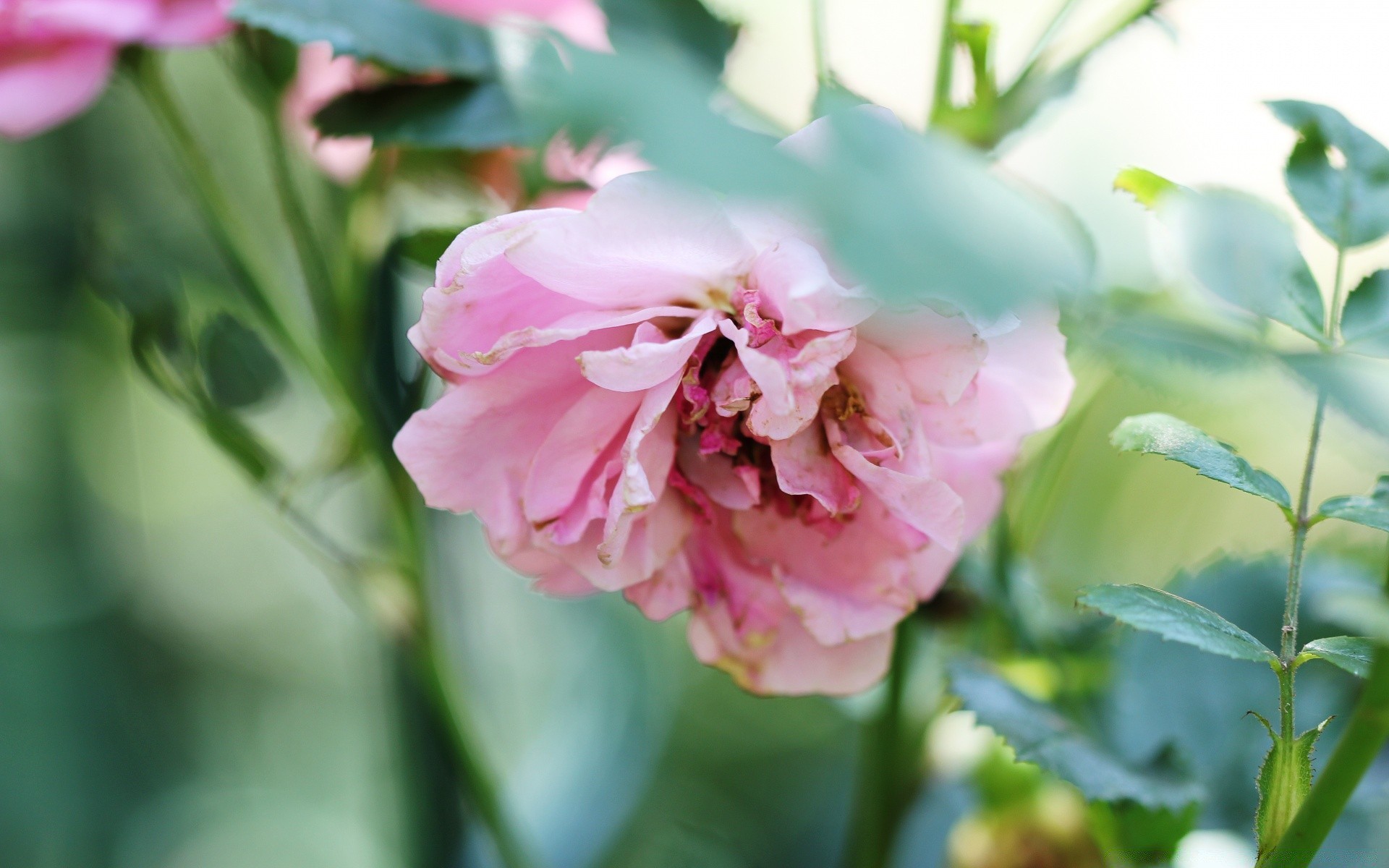 flowers nature flower leaf flora garden summer growth floral bright petal blooming outdoors love fair weather color close-up