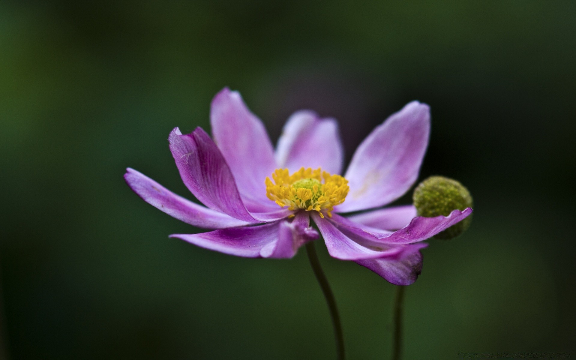 fleurs fleur nature flore feuille été pétale jardin bluming lumineux couleur belle floral gros plan croissance