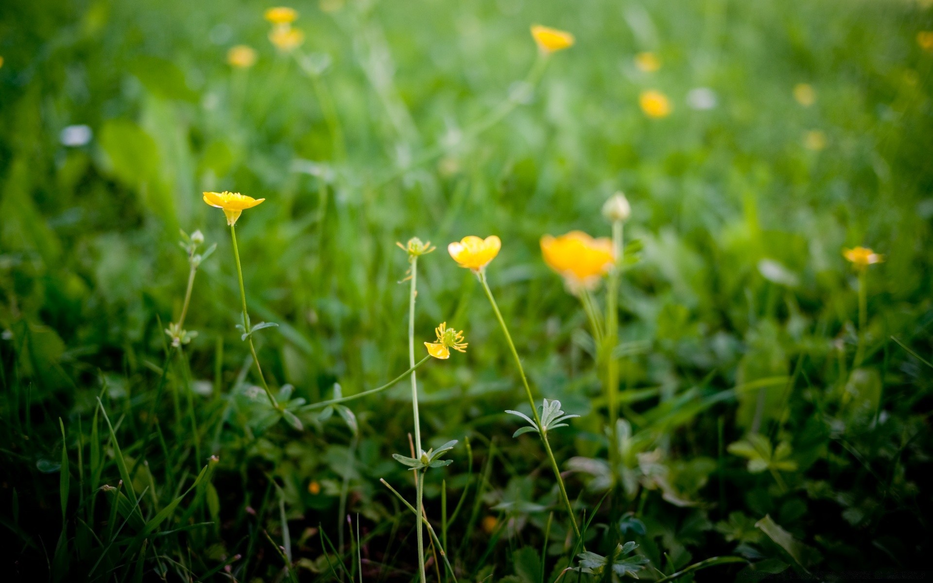 blumen gras natur heuhaufen sommer flora blatt feld wachstum gutes wetter blume garten im freien rasen des ländlichen raums hell sonne umwelt