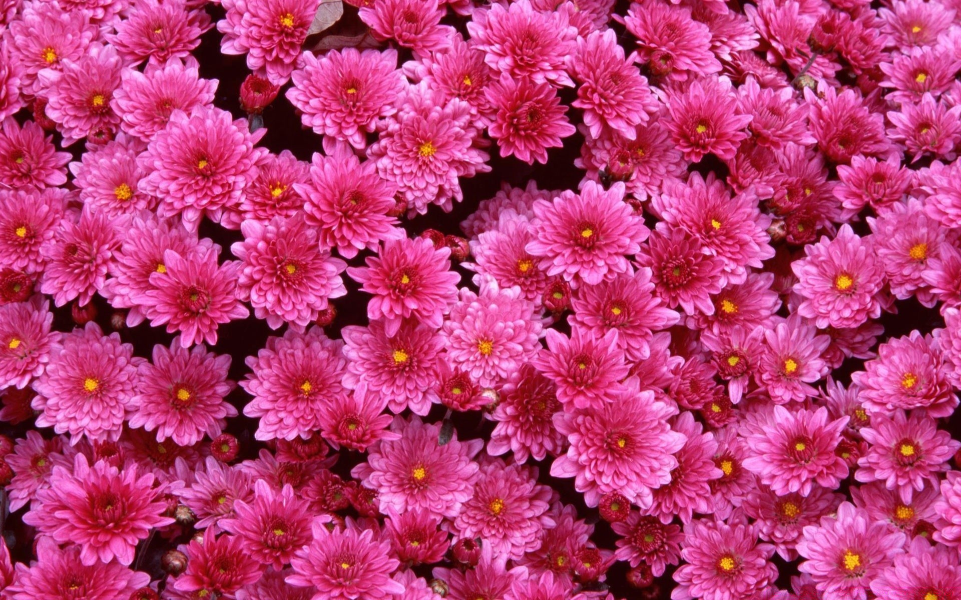 flowers flower nature flora summer floral color garden petal beautiful bright blooming decoration vibrant close-up leaf season growth