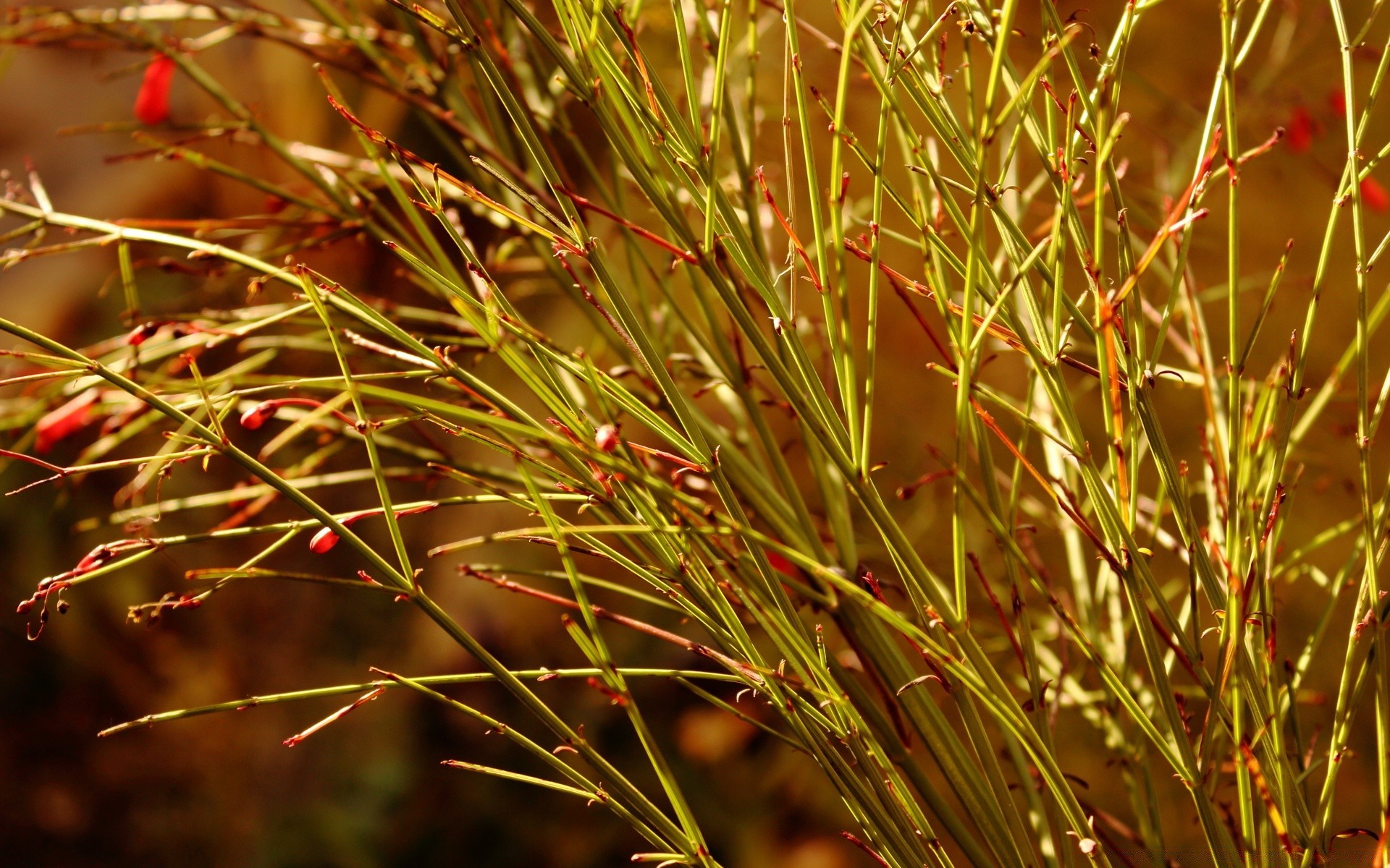 blumen natur blatt farbe im freien flora sommer hell gras baum zweig herbst