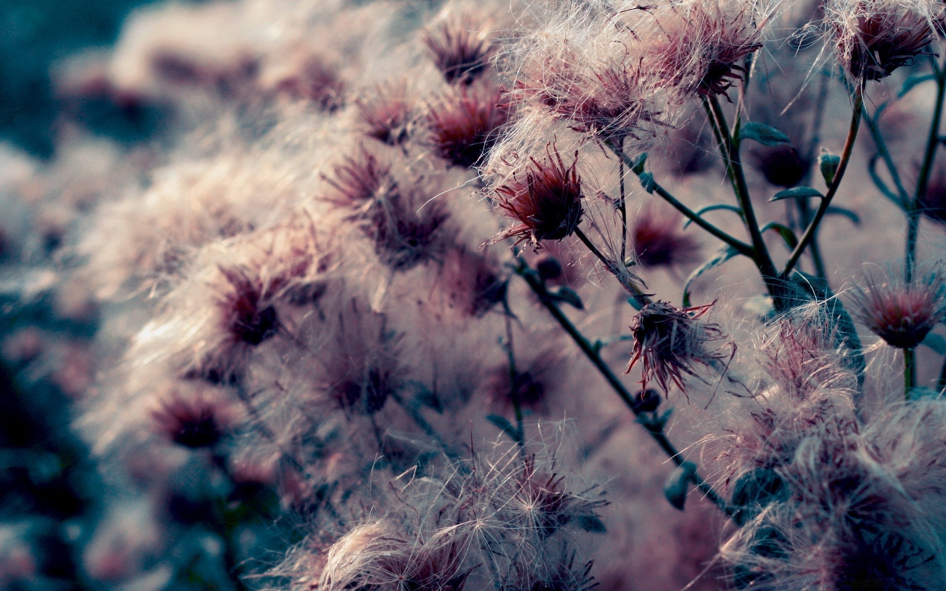 çiçekler çiçek flora renk doğa parlak yaz yakın çekim açık havada sezon bahçe büyüme çimen güzel