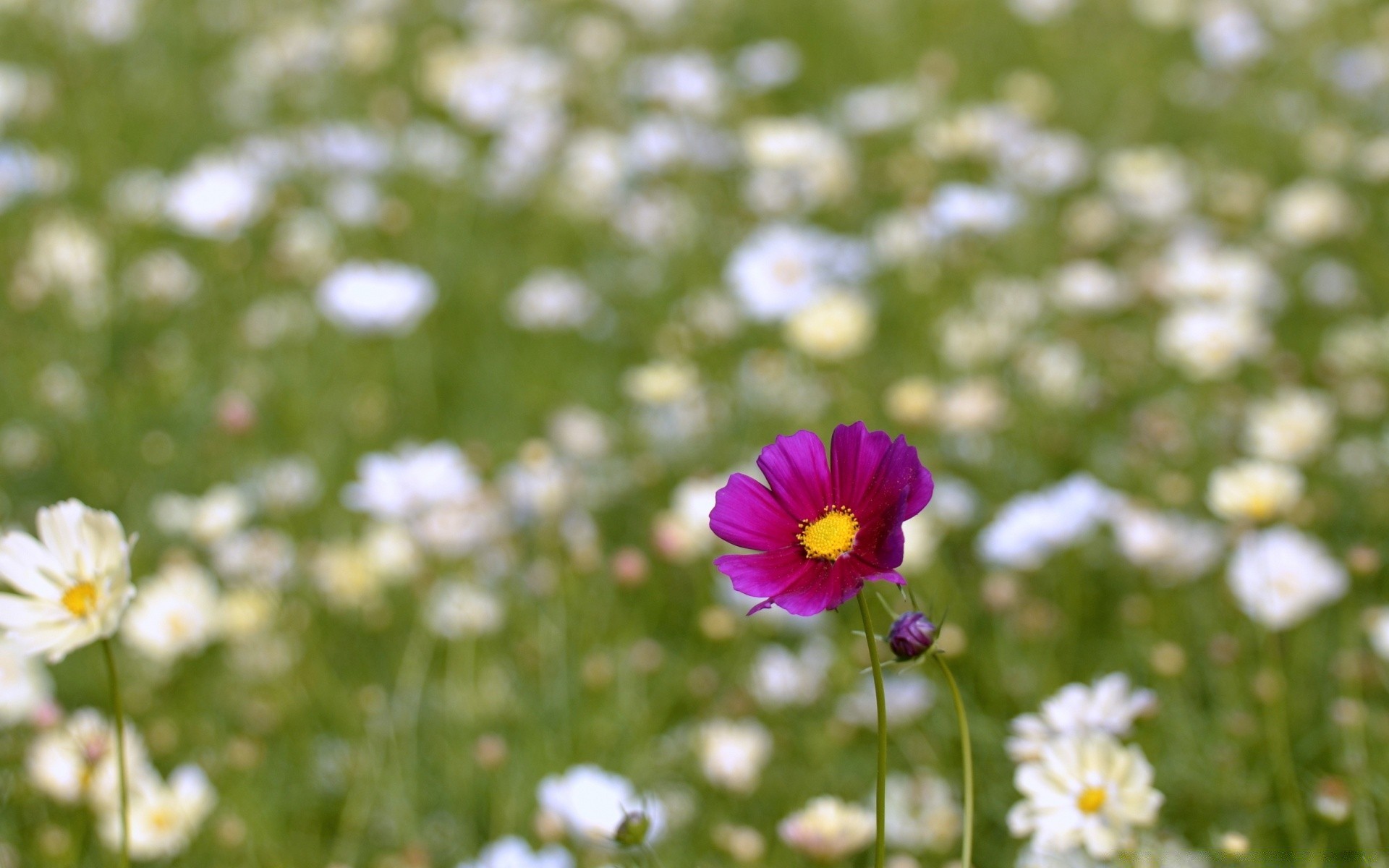 fleurs fleur nature été flore champ foin jardin herbe croissance lumineux à l extérieur bluming beau temps rural couleur pétale soleil floral camomille