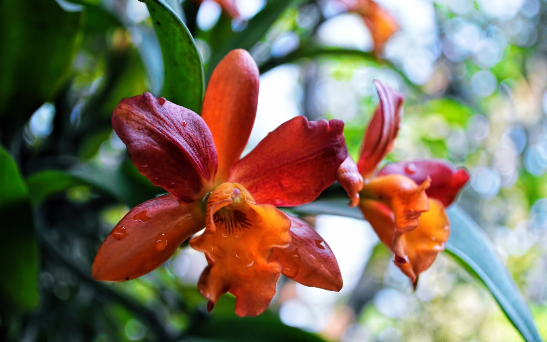 fleurs nature flore feuille fleur jardin tropical été branche lumineux bluming exotic couleur floral belle arbre à l extérieur la croissance