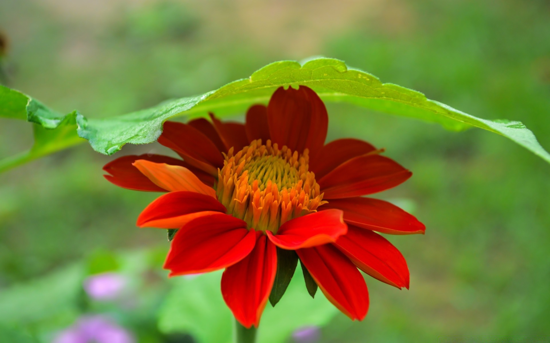 fleurs nature feuille été fleur flore jardin à l extérieur couleur lumineux pétale bluming gros plan belle floral croissance