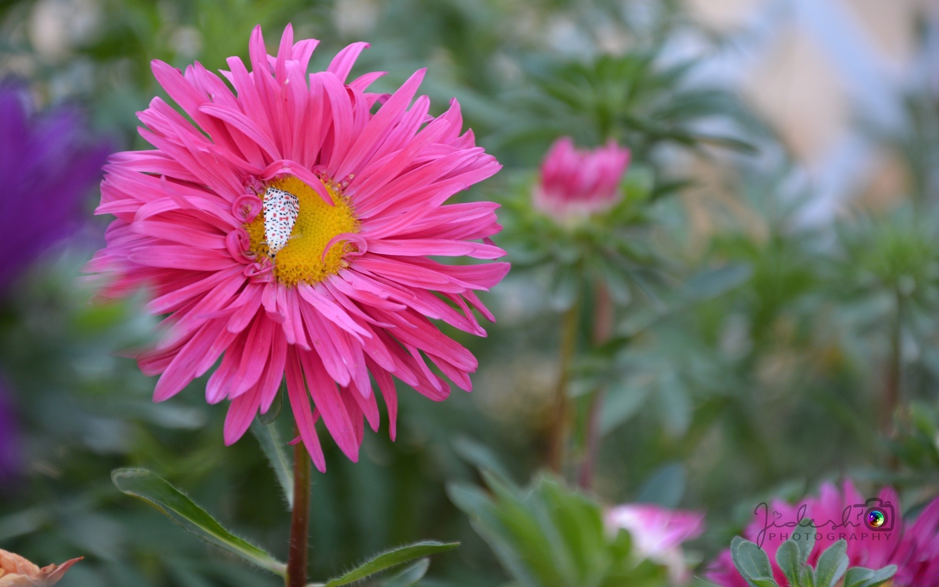 flowers nature flower flora summer garden floral color petal blooming leaf bright beautiful season close-up botanical growth