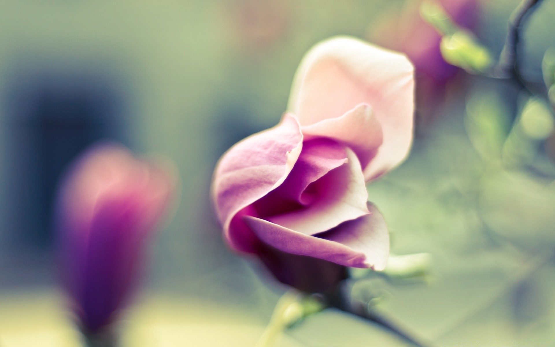 flowers flower nature leaf summer flora blur garden romance rose floral love bright color outdoors beautiful petal delicate