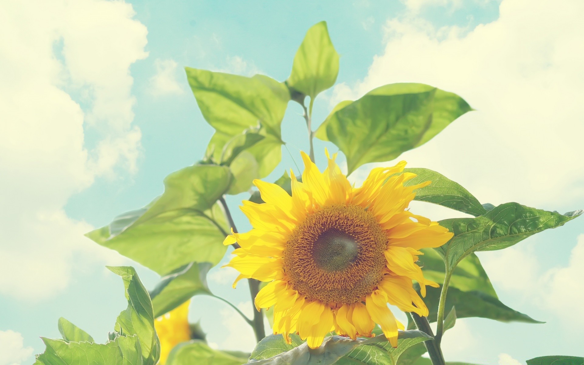 花 自然 植物群 叶 夏天 增长 花 明亮 好天气 太阳 户外 颜色 向日葵