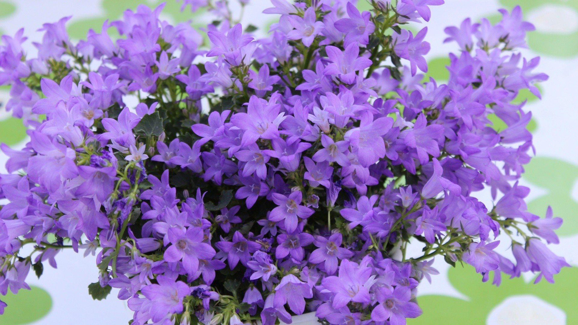 flores flor jardín naturaleza flora verano violeta crecimiento al aire libre bluming pétalo floral hoja perenne