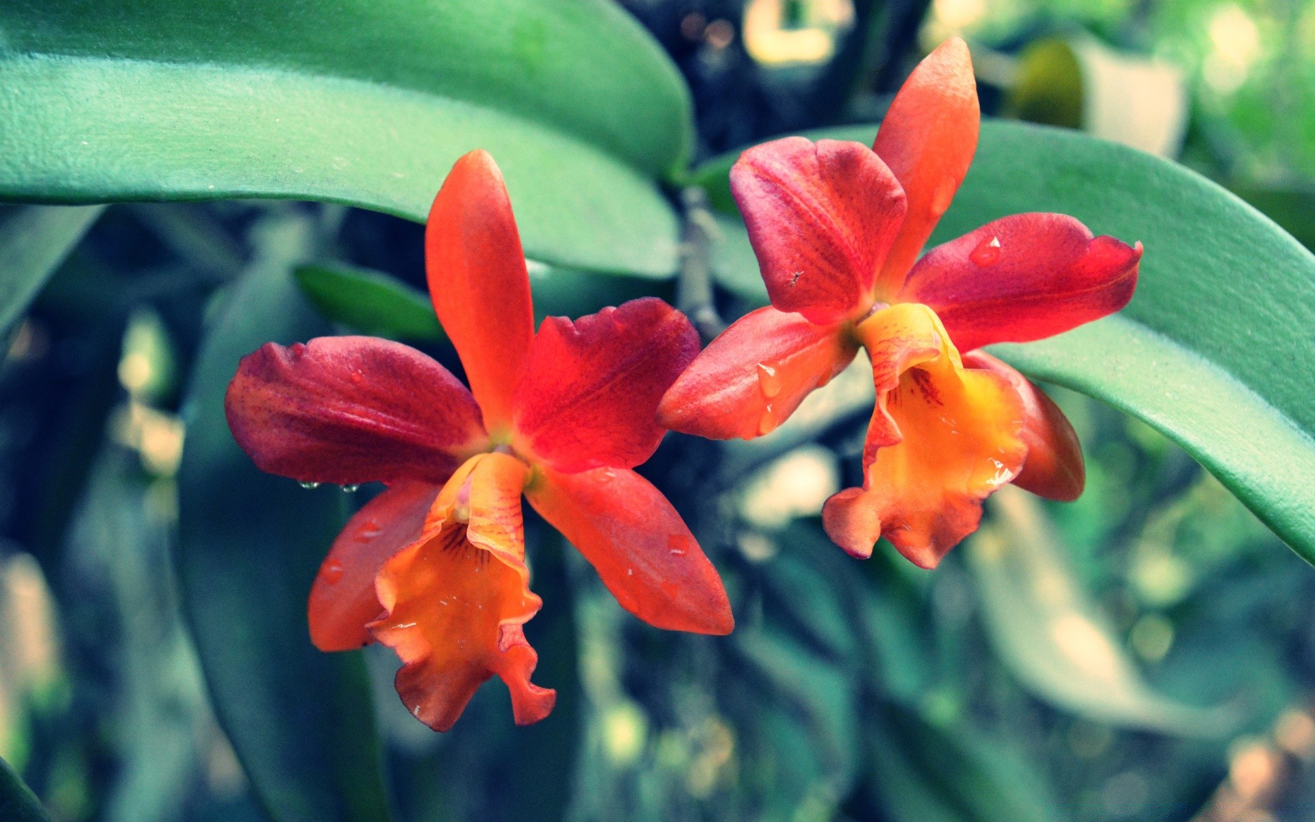 flowers flower flora nature garden leaf blooming floral tropical petal color growth bright outdoors summer beautiful