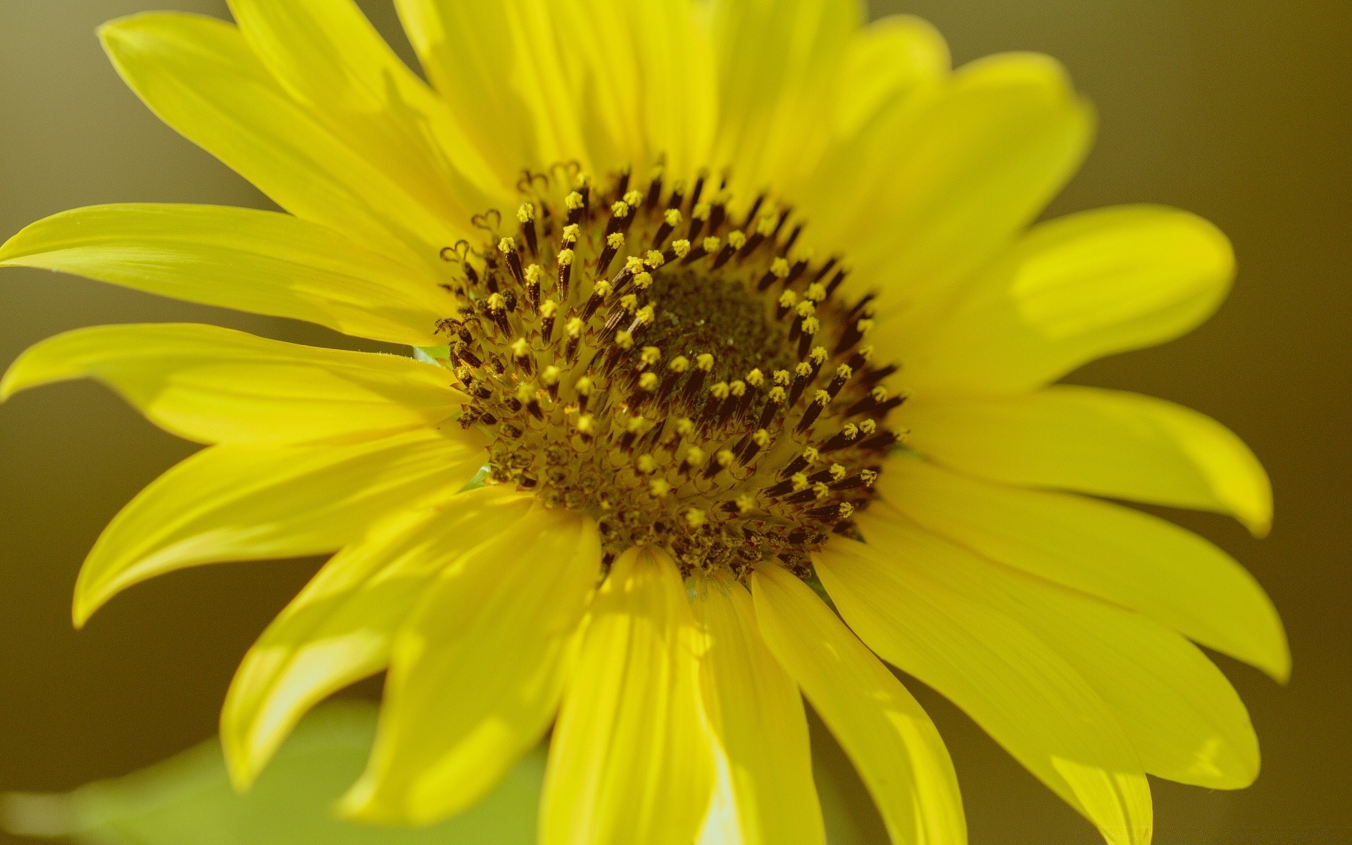 blumen natur blume sommer flora hell garten sonnenblume blütenblatt schön farbe wachstum blatt pollen schließen gutes wetter blumen im freien blühen