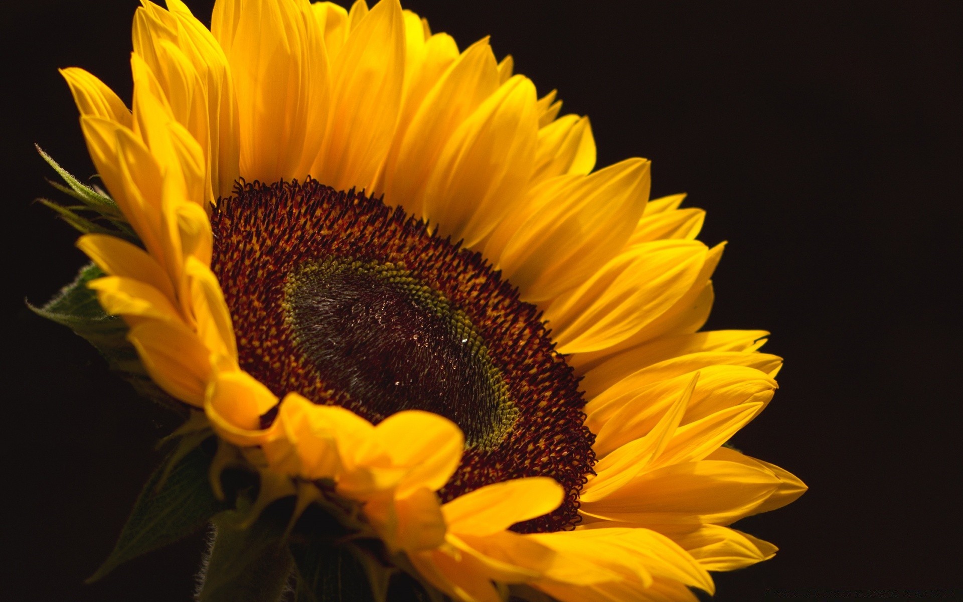 fleurs fleur nature tournesol flore feuille belle été pétale lumineux couleur pollen floral gros plan jardin