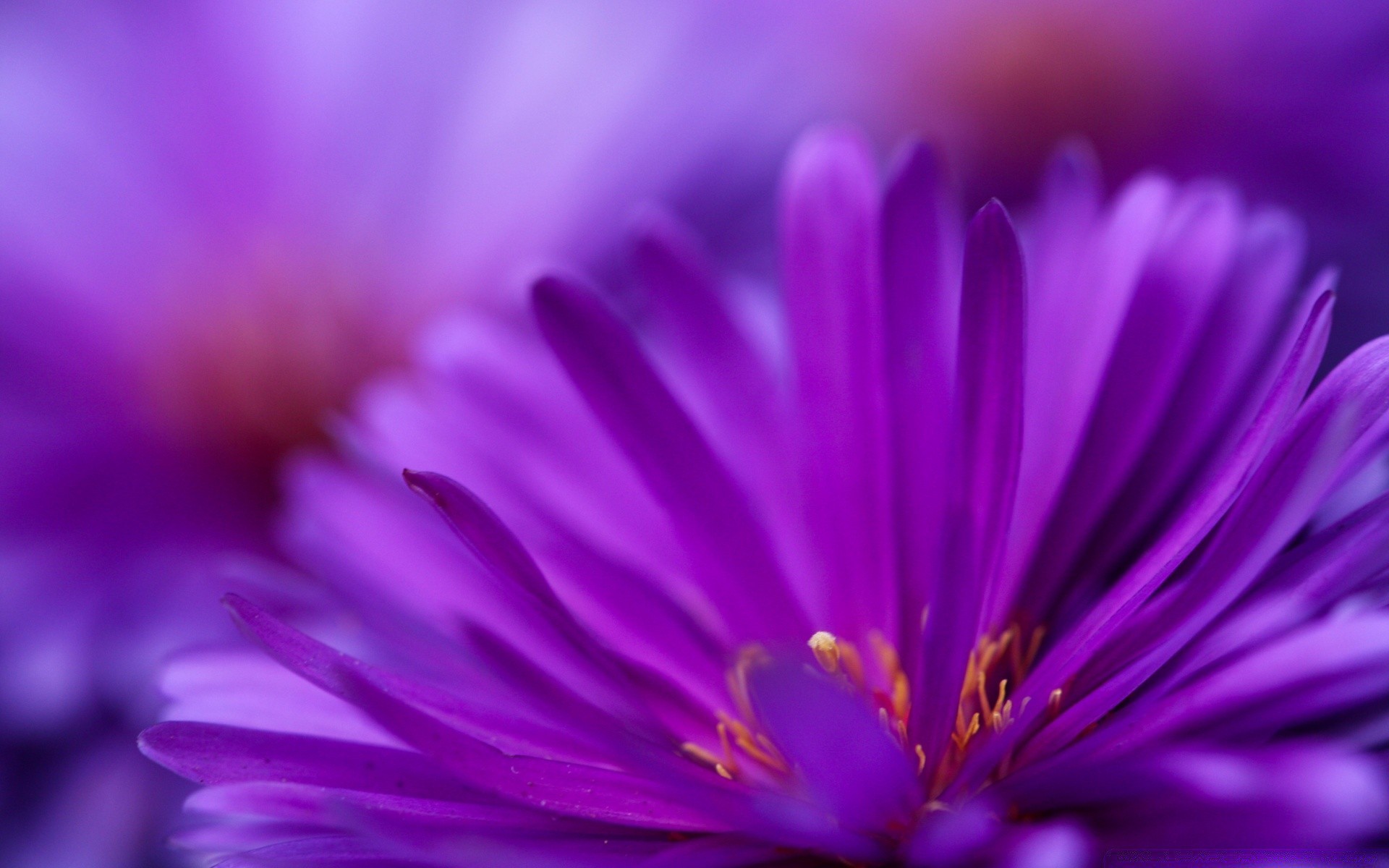 çiçekler çiçek doğa flora bahçe yaz bulanıklık renk petal çiçek açan çiçek güzel parlak yaprak polen yakın çekim