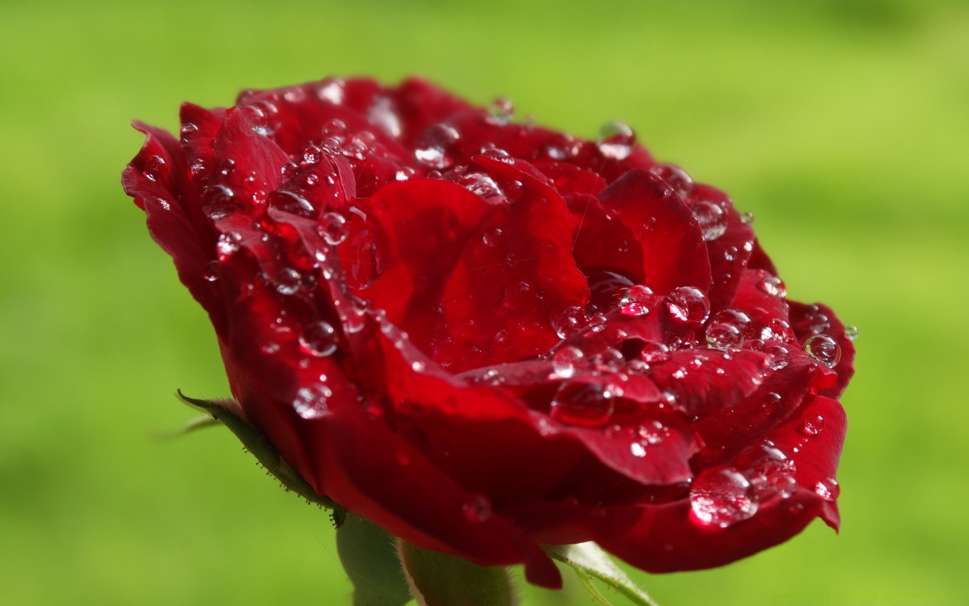 çiçekler doğa çiçek yaz bahçe yaprak flora gül renk aşk yakın çekim parlak çiy güzel tazelik düşme