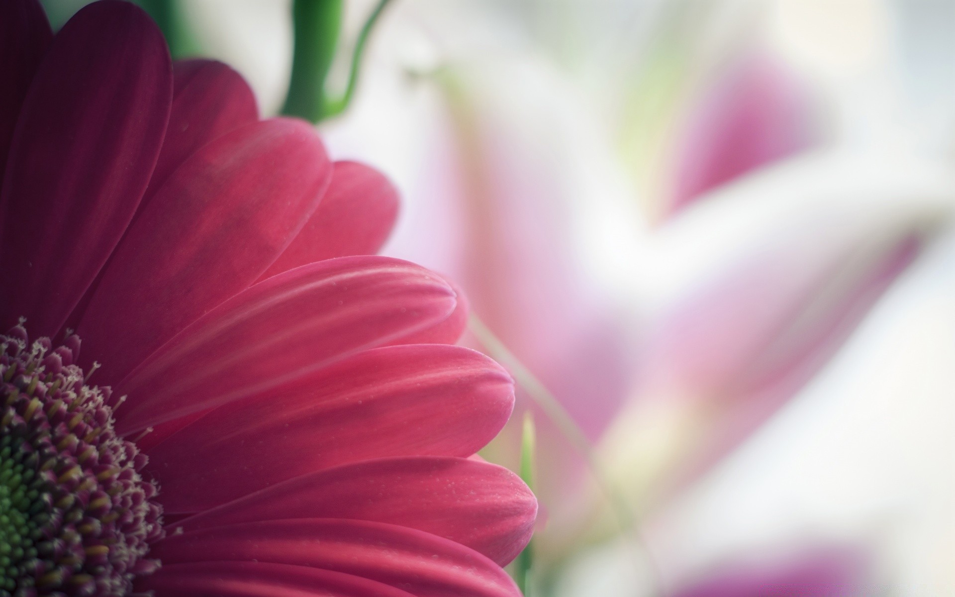 çiçekler çiçek flora doğa renk yaz bahçe parlak güzel yakın çekim yaprak çiçek masaüstü büyüme