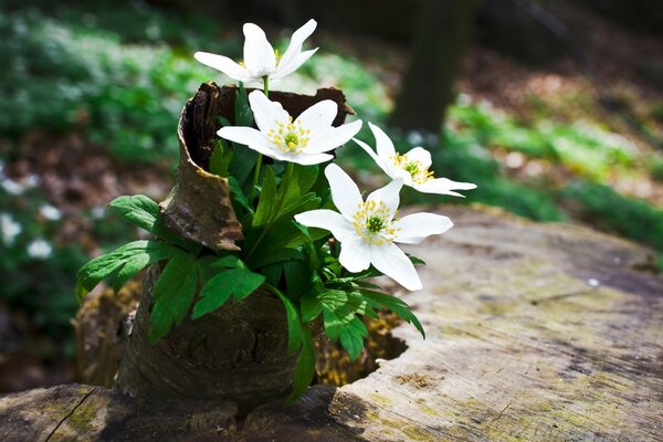 Fiori bianchi su un moncone nella foresta. Piccoli fiori bianchi