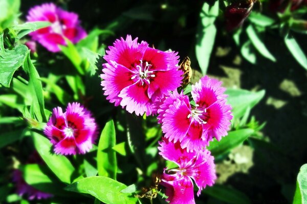 Türkische Nelken. Rosa Blüten. Sommerlandschaft