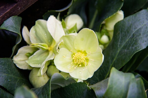 Flores blancas de cerca