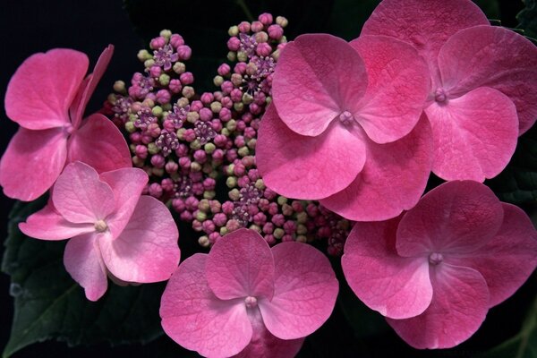 Pink flowers from a bouquet