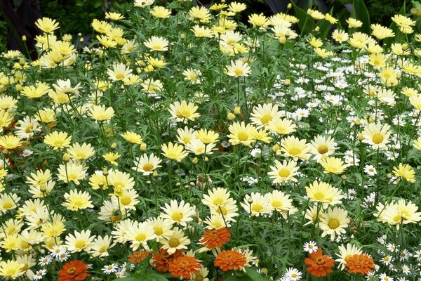 Chamomile field on Eran