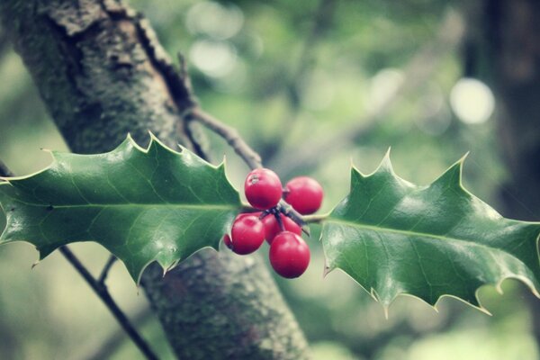 Mature berries on a tree branch