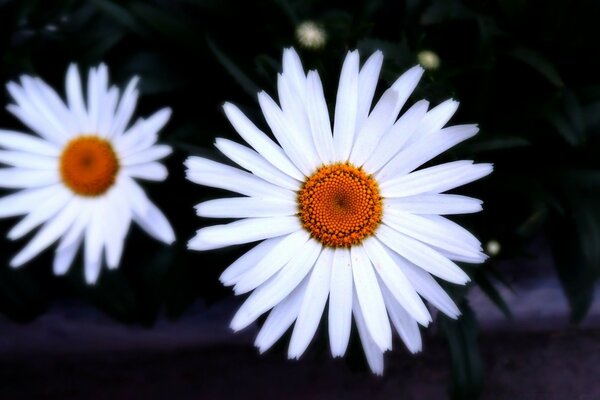 Margaridas brancas. Natureza e flores para a área de trabalho