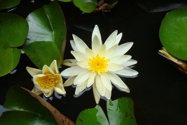 Lotusblätter und -blüten im Wasser