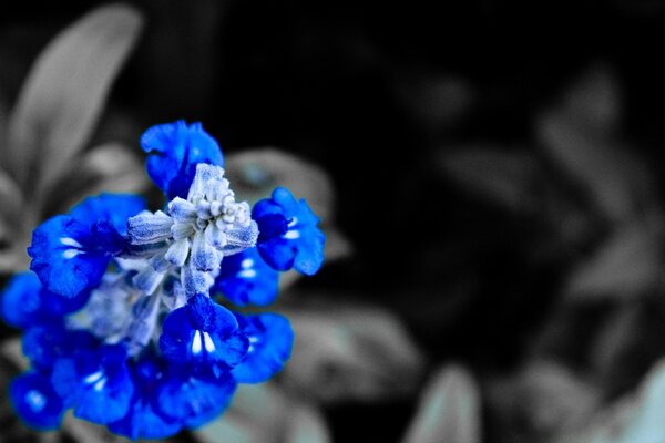 Blue flowers. Nature. Mysticism