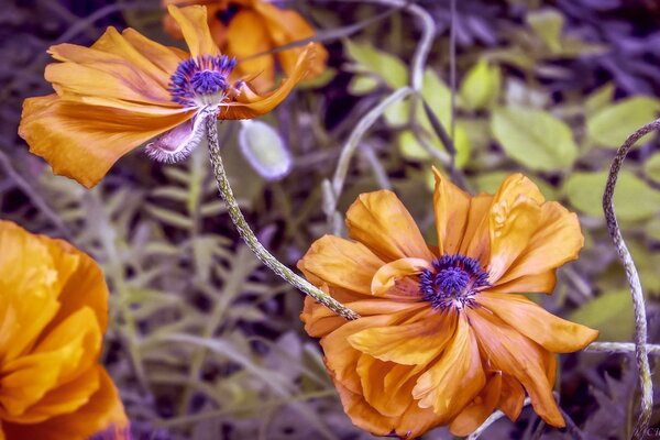 Orangefarbene Blüten im Gras