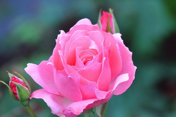 Pink roses. Roses in nature