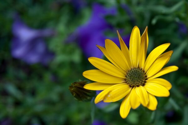 Das Makro der gelben Blume in Feld zwei