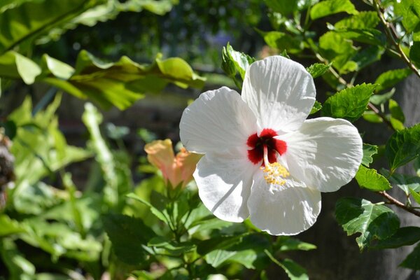 A white flower on a tree branch