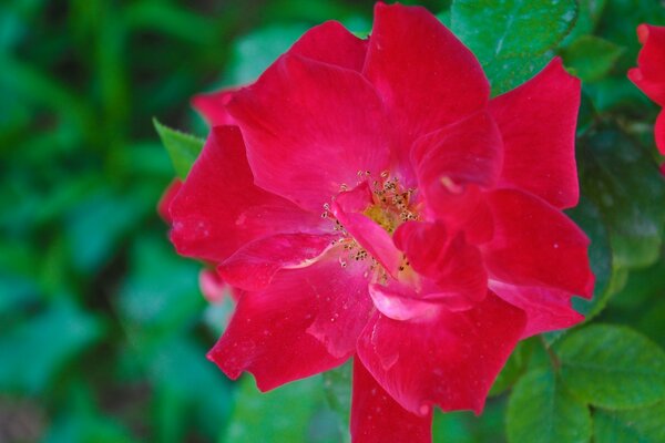 Photo lumineuse de fleurs pour le bureau