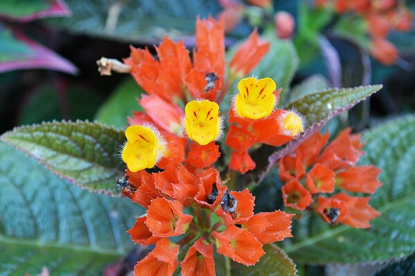 Schöne orange Blume. Grünes Laub