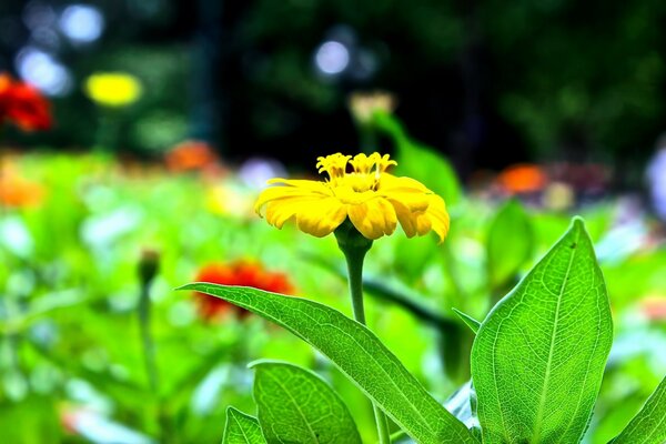 Gelbe Blume steht auf einer Lichtung