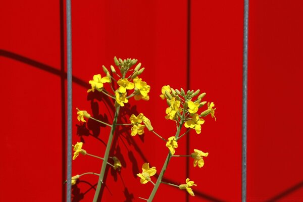 Gelbe Blumen auf rotem Hintergrund