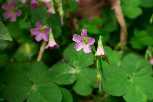 Kleeblatt. Blume zum Glück für den Desktop