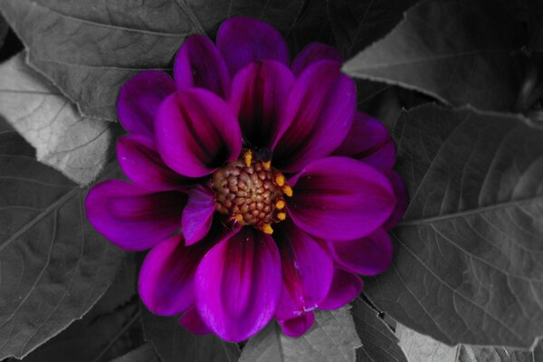 Purple flower on a gray background