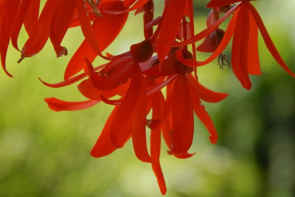 Ungewöhnliche helle Blume auf dem Bildschirm