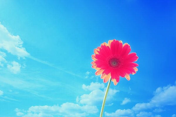 Bright flower on the sky background